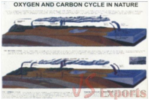 Oxygen and carbon (Cycle in nature)